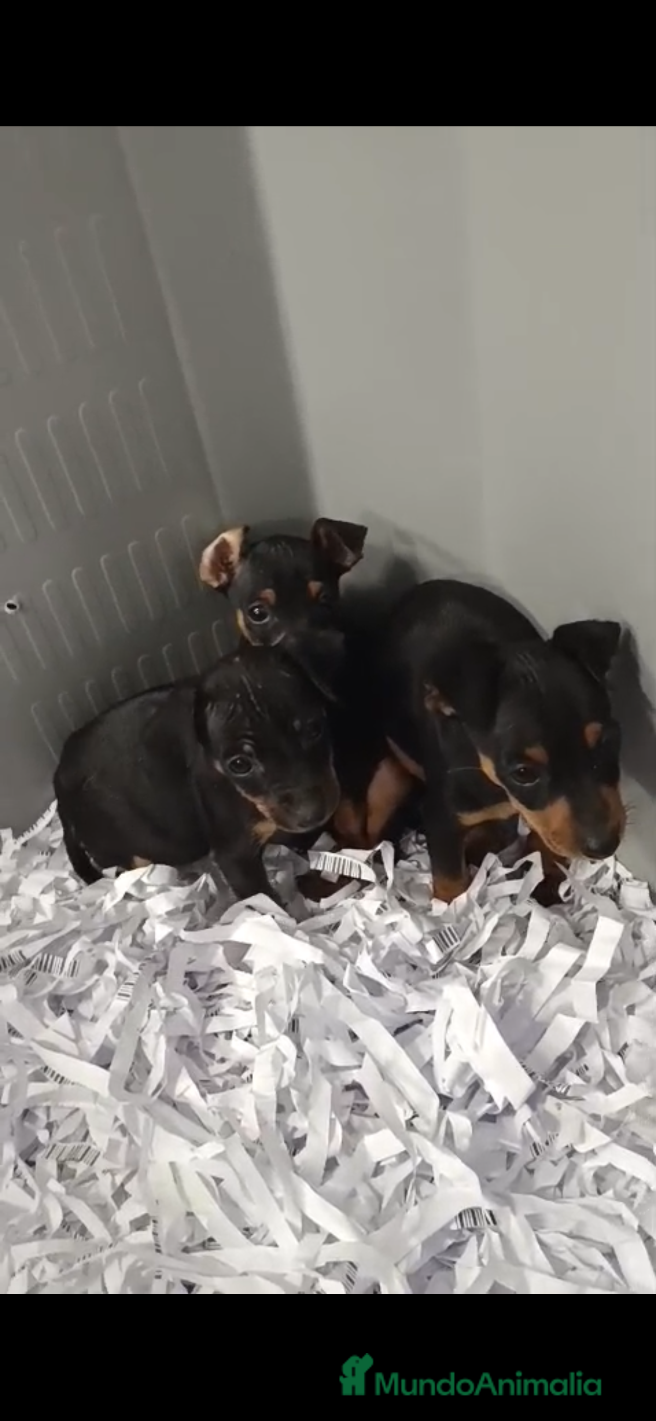 Pinscher Miniatura perros PRECIOSOS MINI PINSHER BEBES  - Anuncio 8