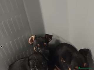 Pinscher Miniatura perros PRECIOSOS MINI PINSHER BEBES - Anuncio 17