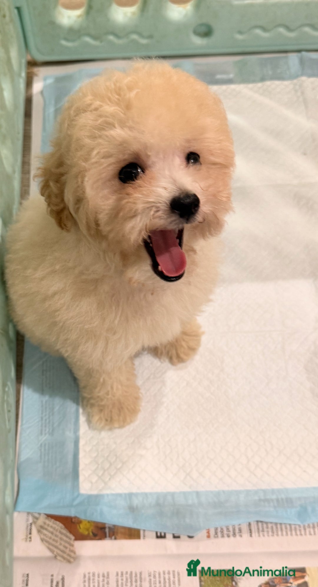 Caniche Toy perros en venta: Monísima Caniche Toy - Imagen 7