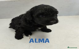 Perro de Agua Español perros en venta: Perros de agua de La Renquia - Imagen 8