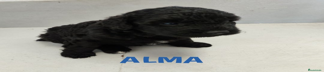 Perro de Agua Español Cachorro 5