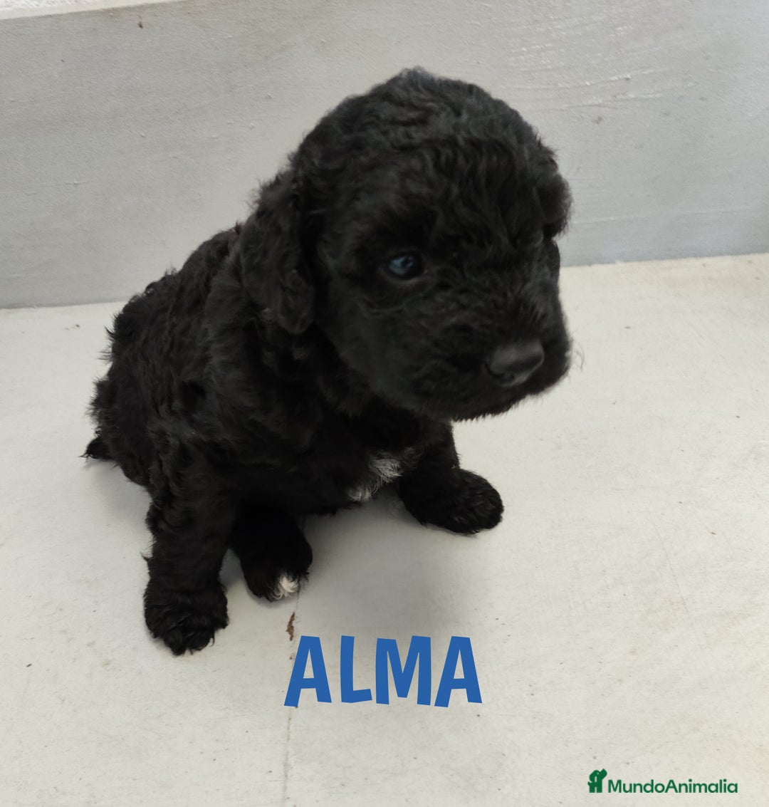 Perro de Agua Español perros en venta: Perros de agua de La Renquia - Imagen 8