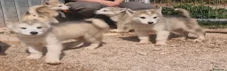 Alaskan Malamute perros en venta: Hembras de Alaskan Malamute  - Anuncio 10