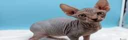Sphynx gatos en venta: Gatitos Egipcios Sphynx  - Anuncio 2