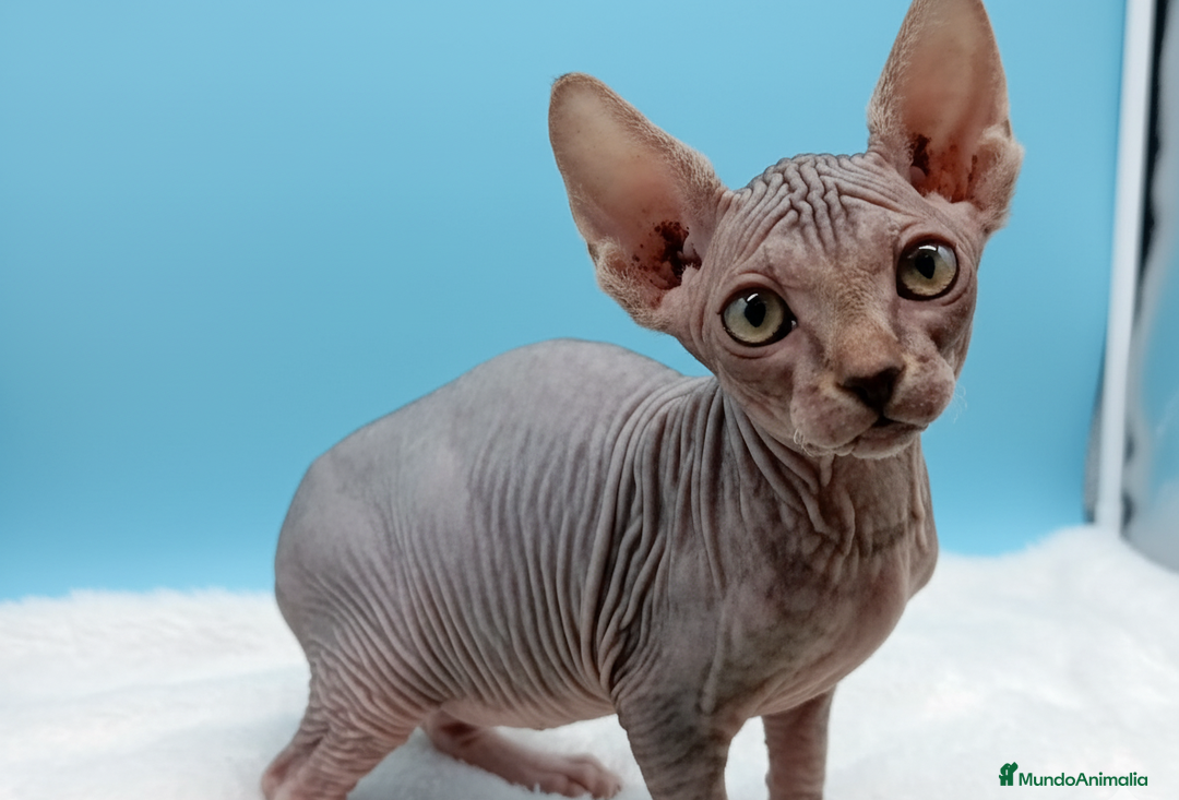 Sphynx gatos en venta: Gatitos Egipcios Sphynx  - Anuncio 2