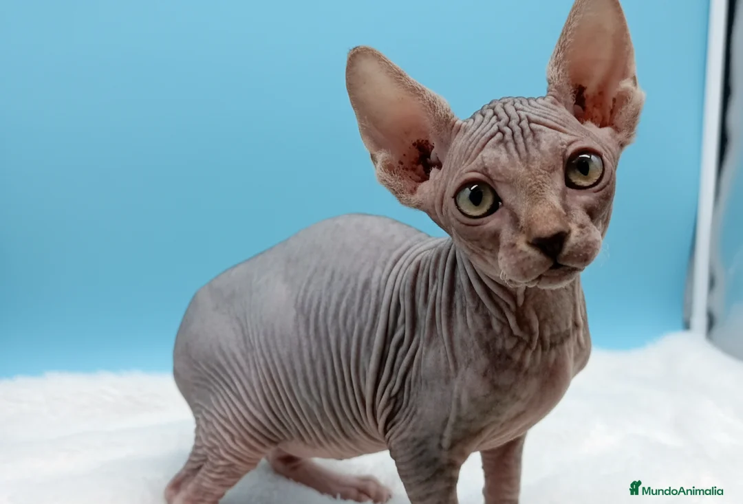 Sphynx gatos en venta: Gatitos Egipcios Sphynx  - Anuncio 2