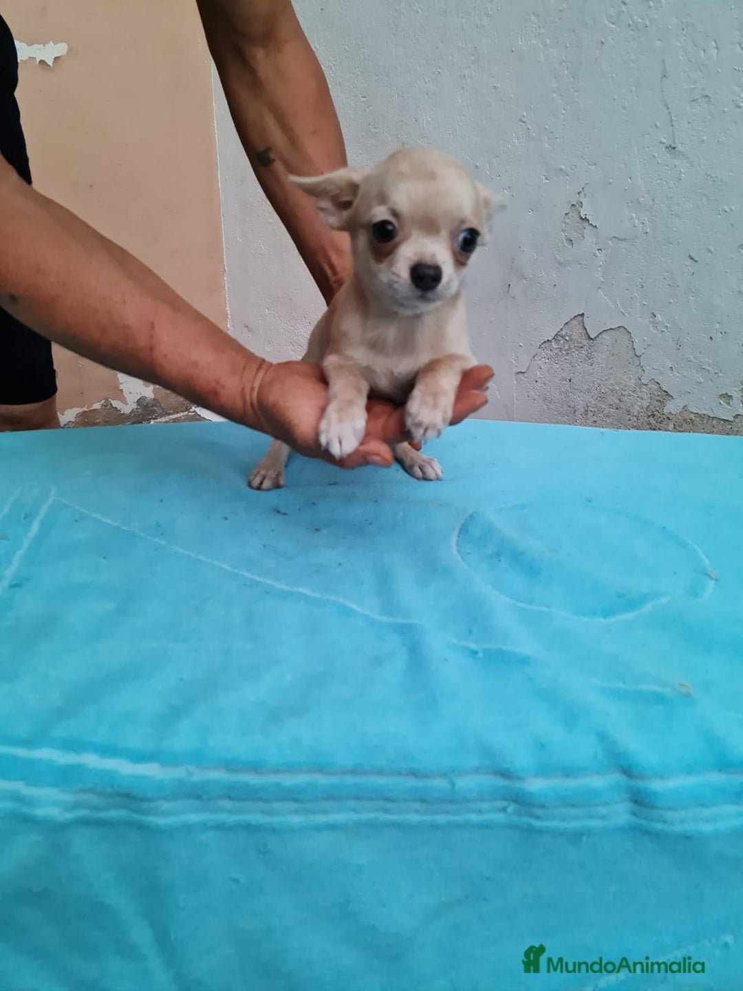 Chihuahua perros en venta: Chihuahua Toy machos  - Imagen 2
