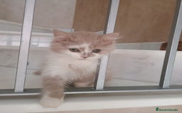Highland Straight gatos en venta: Scottish straight  - Imagen 3