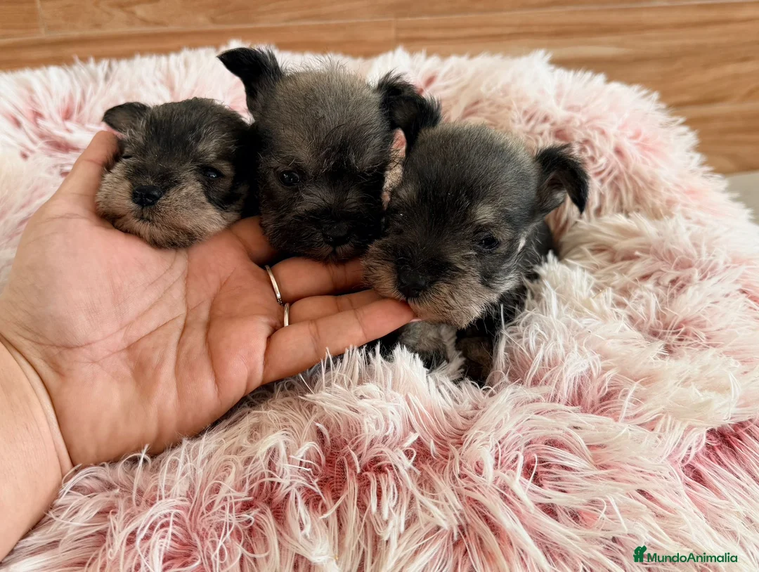 Schnauzer Miniatura perros en venta: Schnauzer mini  - Anuncio 1