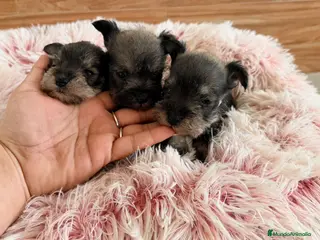 Schnauzer Miniatura perros Schnauzer mini - Anuncio 6