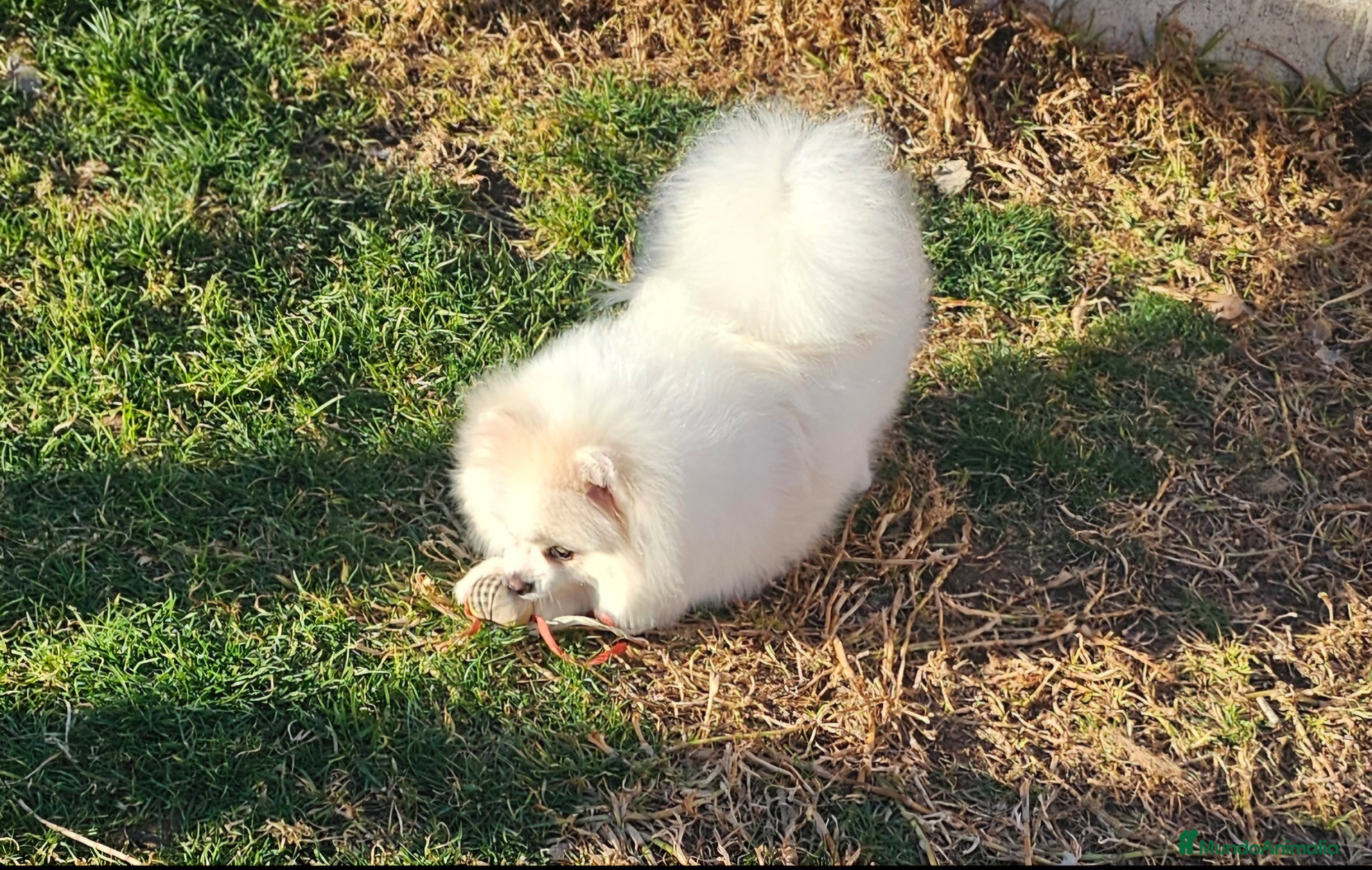 Pomerania perros POMERANIA BLANCo PARTI CREMA con gen merle - Anuncio 2