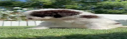 Perro de Agua Español perros en venta: PERRO DE AGUA ESPAÑOL - Anuncio 4