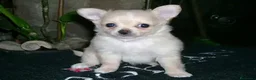 Chihuahua perros en venta: CHIHUAHUA PELO LARGO, MACHO. - Anuncio 1
