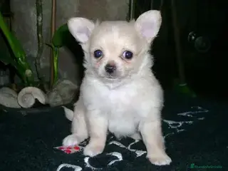 Chihuahua perros CHIHUAHUA PELO LARGO, MACHO. - Anuncio 5
