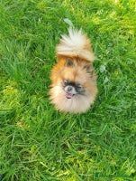 Pomerania perros Macho de pomerania macho - Anuncio 5