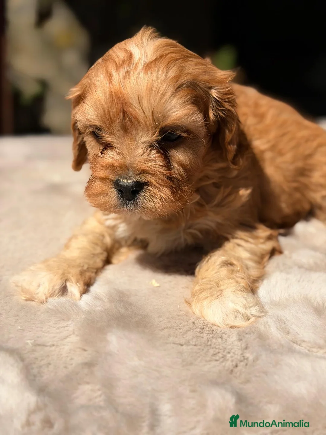 Cavapoo perros en venta: CAVAPOO ROJO INTENSO - Anuncio 12