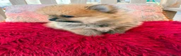 Pomerania perros en venta: Lulú pomerania toy - Anuncio 7
