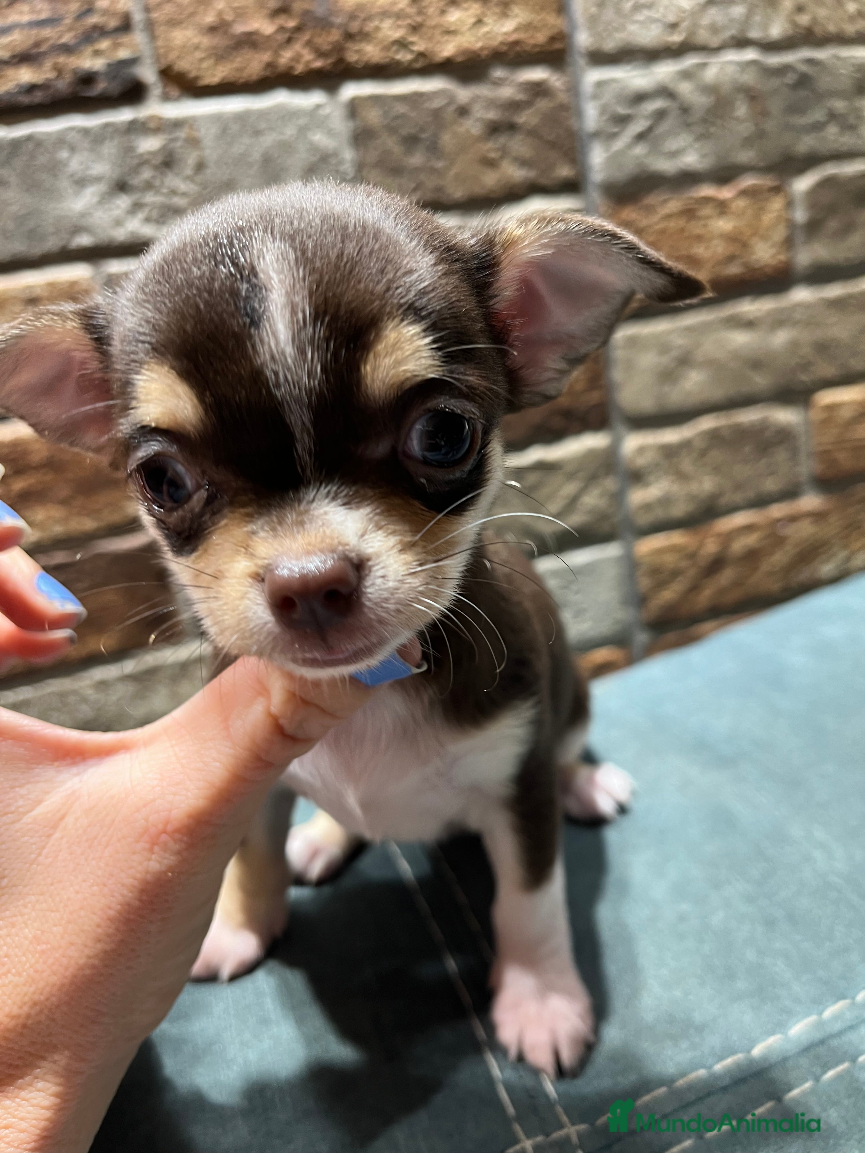 Chihuahua perros Chihuahua toy en Barcelona - Anuncio 32