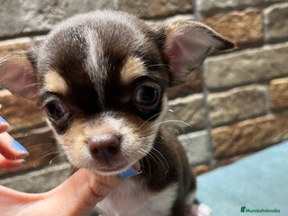 Chihuahua perros en Barcelona - Anuncio 11