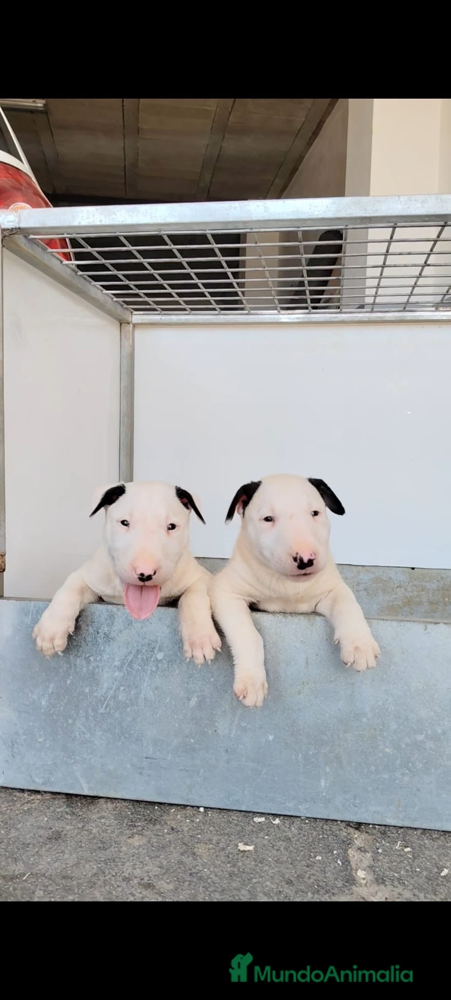 Bull Terrier Miniatura perros Cachorros bullterrier miniatura  - Anuncio 1