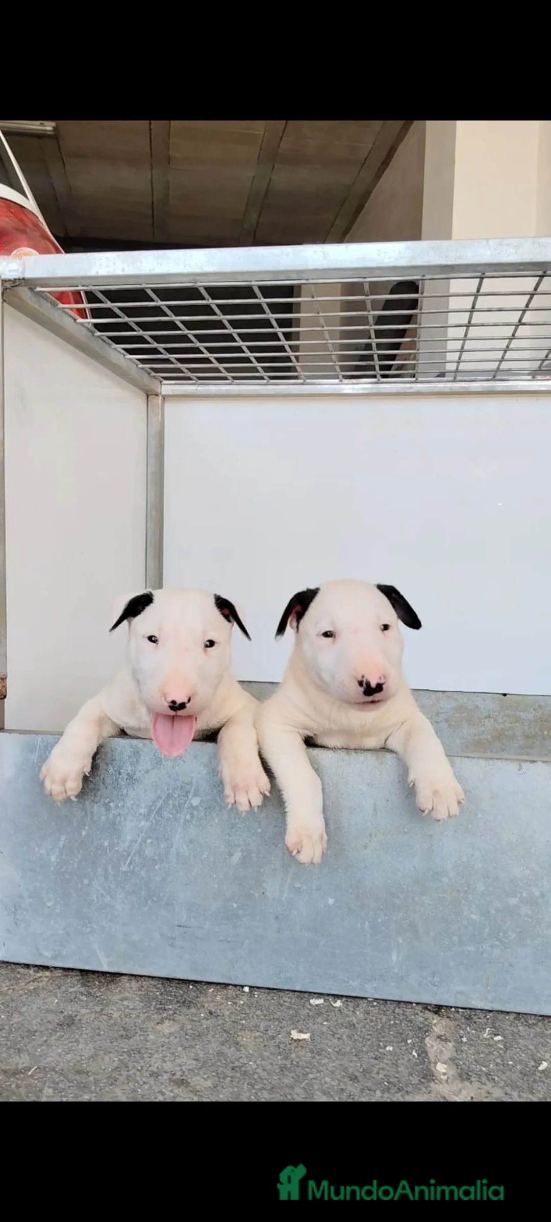 Bull Terrier Miniatura perros en venta: Cachorros bullterrier miniatura  - Anuncio 1