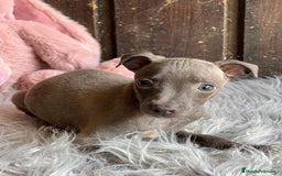 Pequeño Lebrel Italiano perros en venta: Piccolo italiano  - Imagen 4