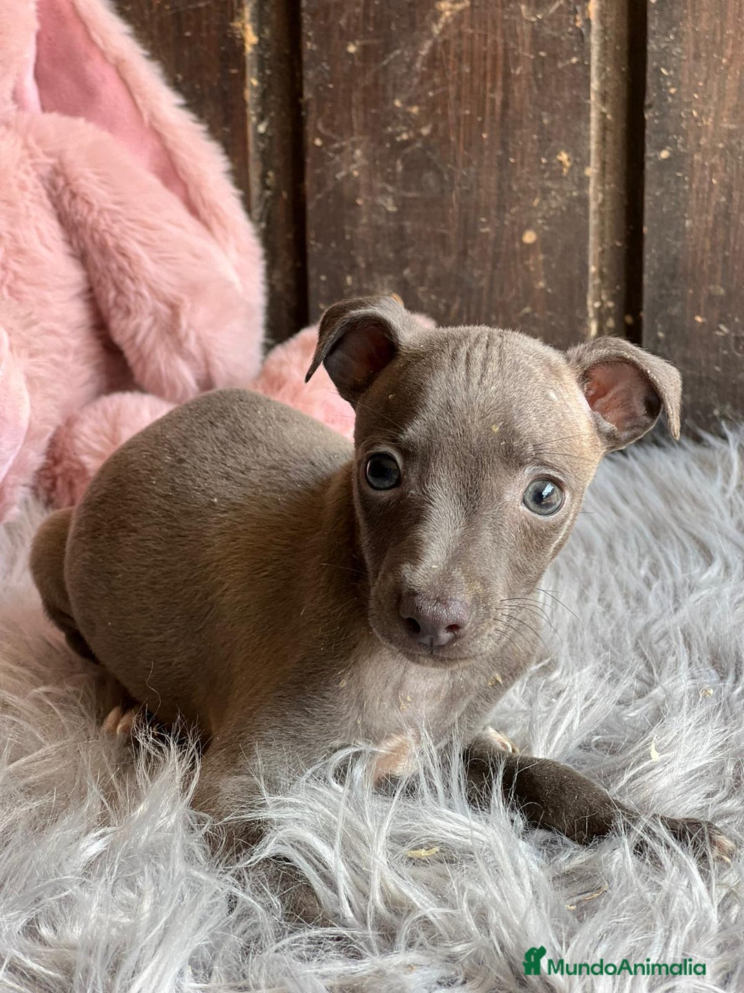 Pequeño Lebrel Italiano perros en venta: Piccolo italiano  - Imagen 4