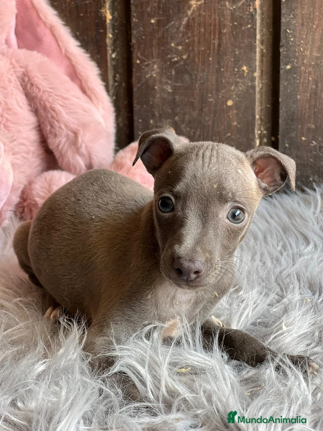 Pequeño Lebrel Italiano perros en venta: Piccolo italiano  - Anuncio 4