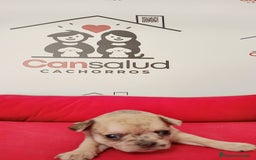 Chihuahua perros en venta: Chihuahua  - Imagen 4