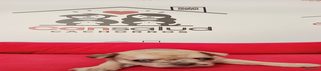 Chihuahua Cachorro 1