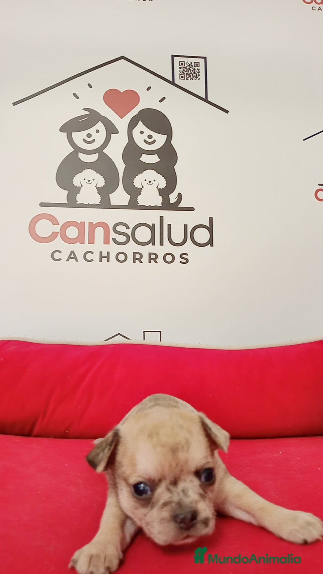 Chihuahua perros en venta: Chihuahua  - Imagen 4