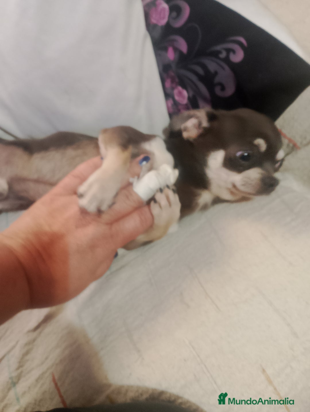 Chihuahua perros en venta: Última camada de chihuahua enanos  - Imagen 7