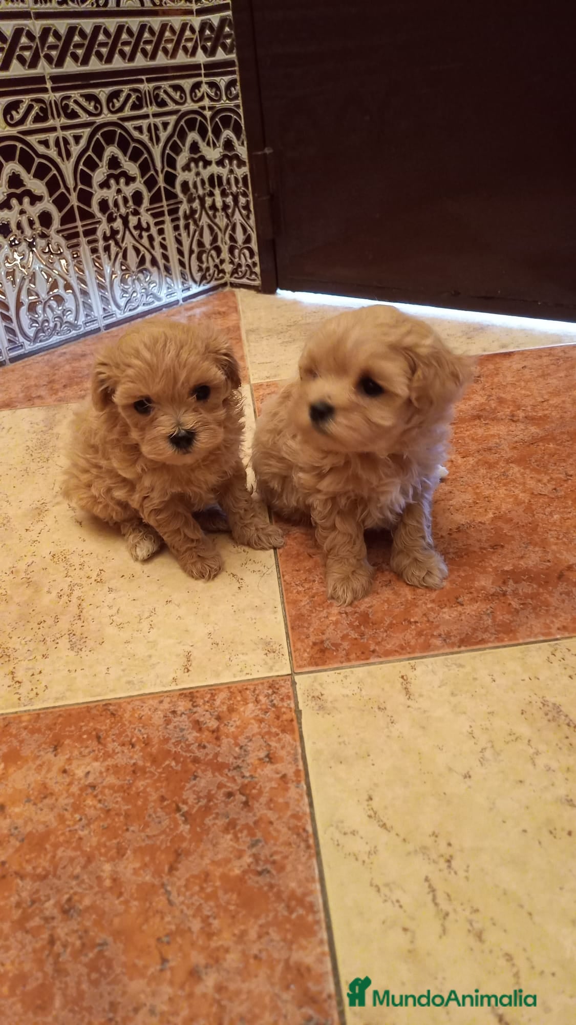 Caniche Toy perros PRECIOSOS CANICHE  ROJO LINEA TOY - Anuncio 2