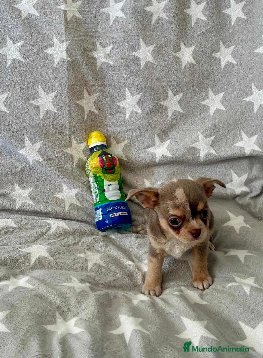 Chihuahua perros en venta: Chihuahua - Anuncio 2