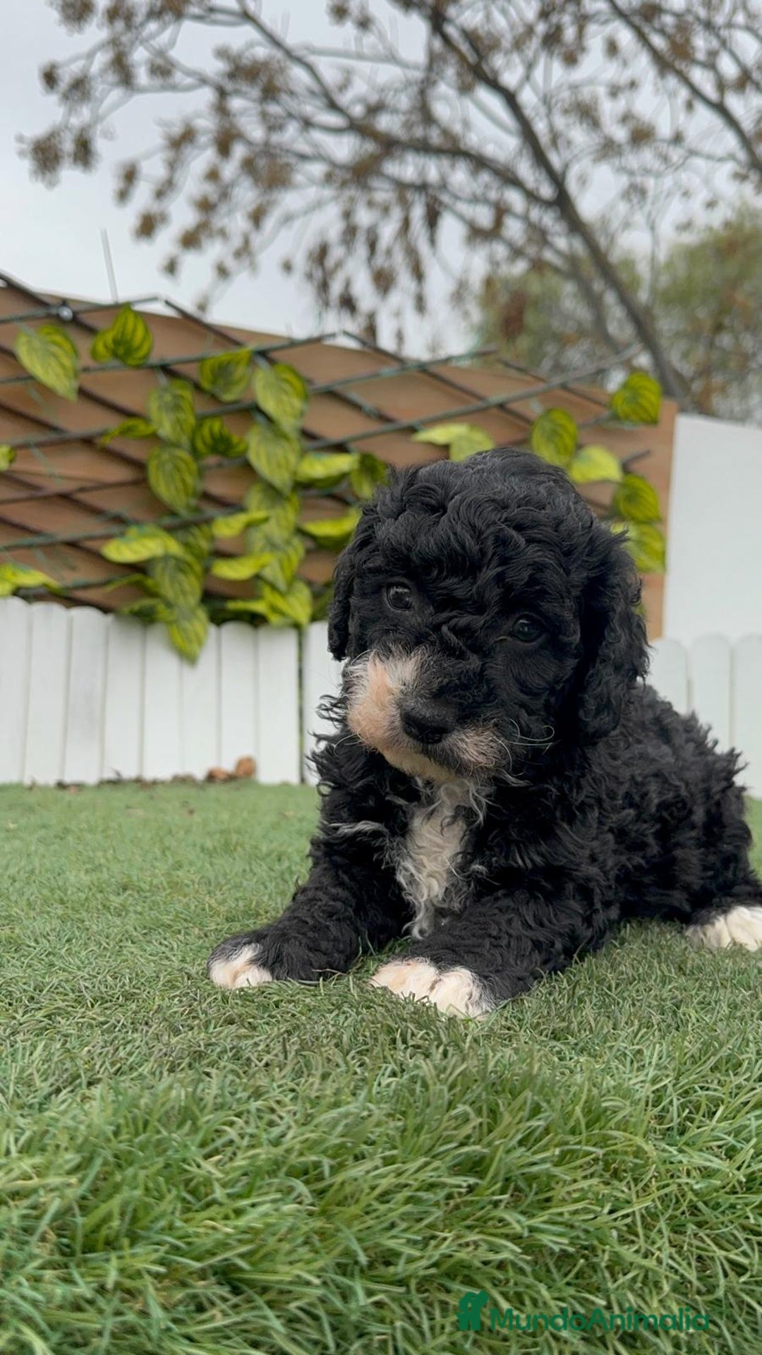 Perro de Agua Español perros en venta: PERRO DE AGUA HEMBRA RABONA - Anuncio 3