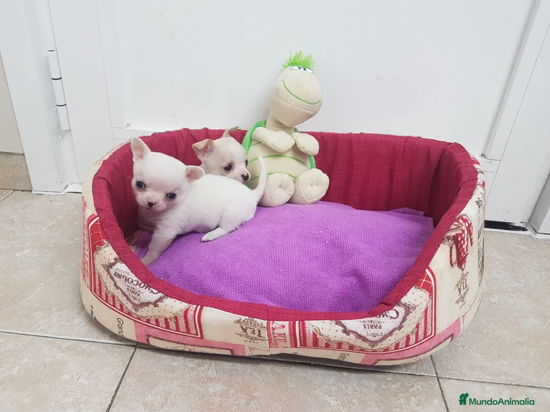 Chihuahua perros en venta: Chihuahuas preciosos en Barcelona - Anuncio 6