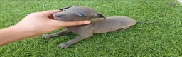 Pequeño Lebrel Italiano perros en venta: Galgos Italianos Blue  - Anuncio 3