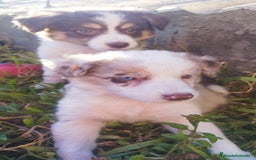 Border Collie perros en venta: Se vende border collie  - Imagen 6
