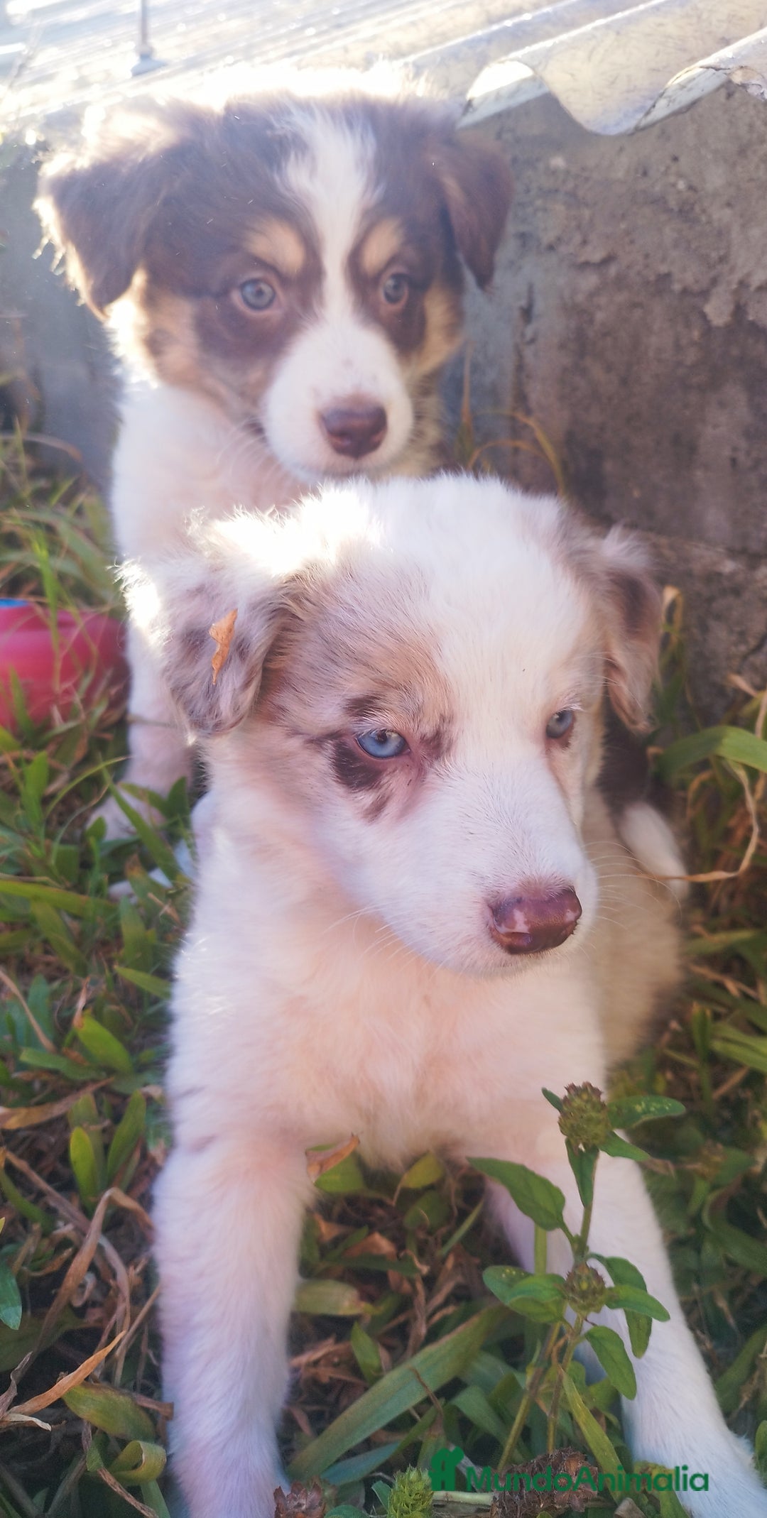 Border Collie perros en venta: Se vende border collie  - Imagen 6