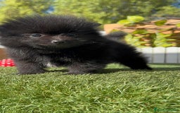 Pomerania perros en venta: POMERANIA HEMBRA - Imagen 16