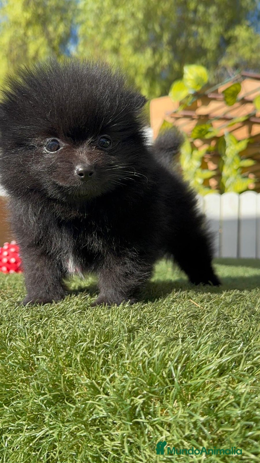 Pomerania perros en venta: POMERANIA HEMBRA - Imagen 16