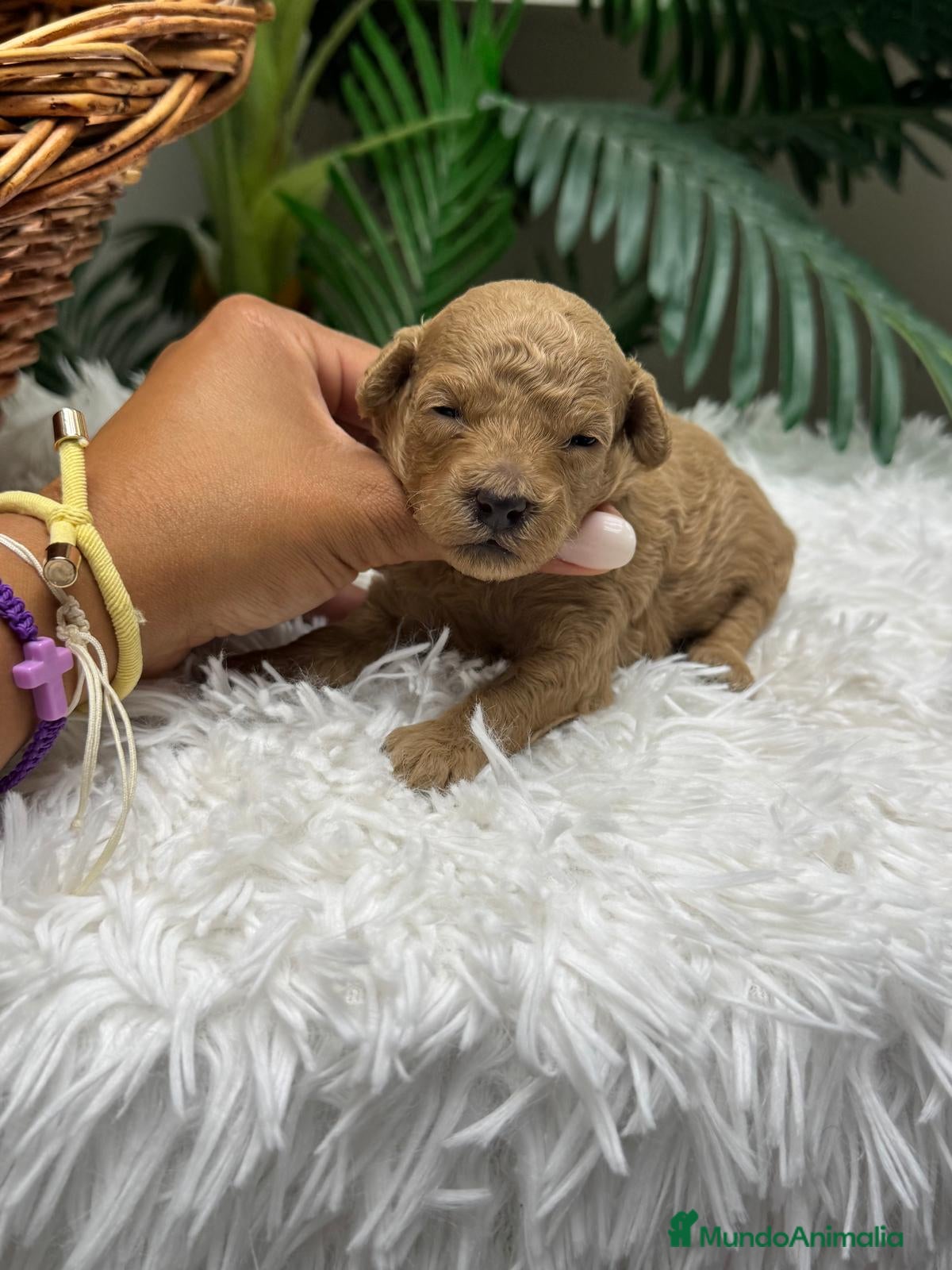 Caniche Toy perros en venta: CANICHE HEMBRA - Anuncio 9