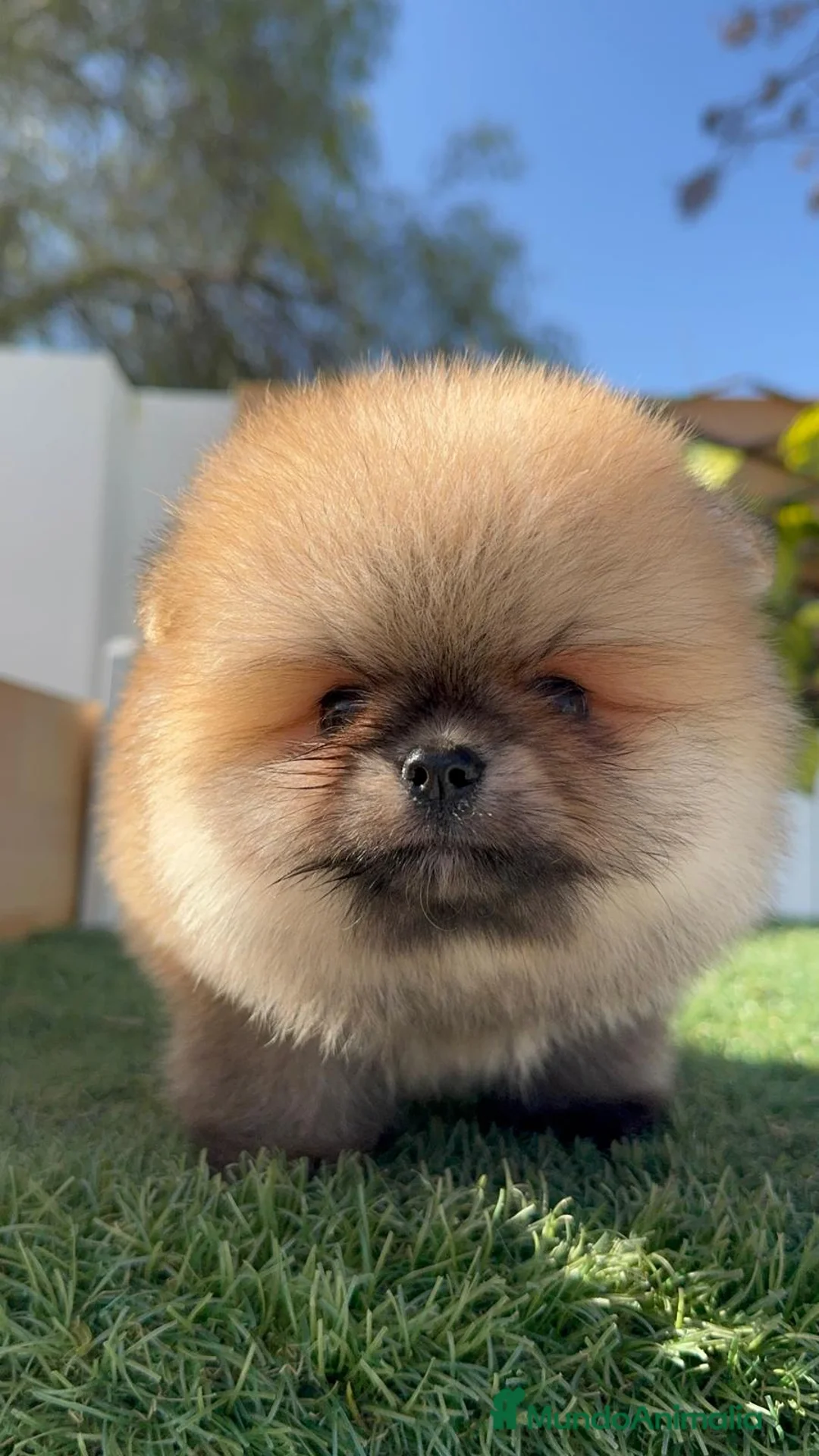 Pomerania perros en venta: POMERANIA - Anuncio 6