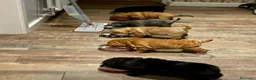 Shar Pei perros en venta: ‼️‼️Preciosa camada de minipeis - Anuncio 1