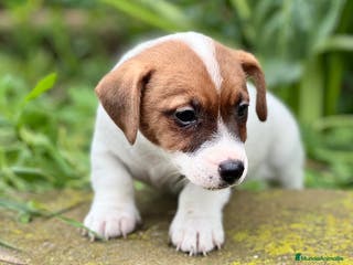 Jack Russell Terrier perros JACK RUSSEL BICOLOR DISPONIBLES en Barcelona - Anuncio 22