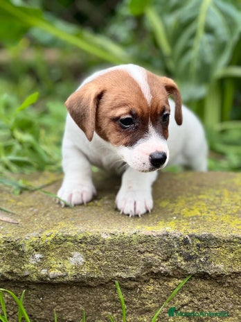 Jack Russell Terrier perros en Barcelona - Anuncio 16