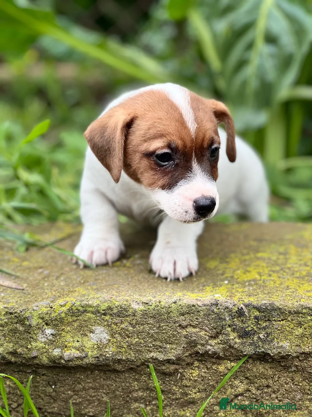 Jack Russell Terrier perros en venta: JACK RUSSEL BICOLOR DISPONIBLES en Barcelona - Anuncio 1