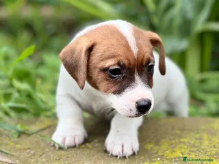Jack Russell Terrier perros JACK RUSSEL BICOLOR DISPONIBLES en Barcelona - Anuncio 3