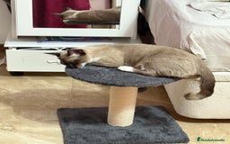 Siamés gatos en venta: Rajae cherie - Imagen 1