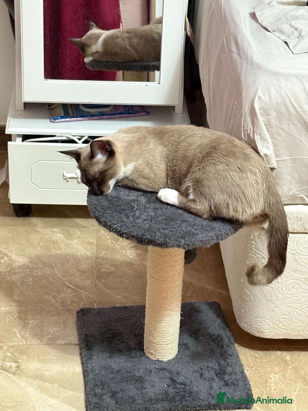 Siamés gatos en venta: Rajae cherie - Imagen 1